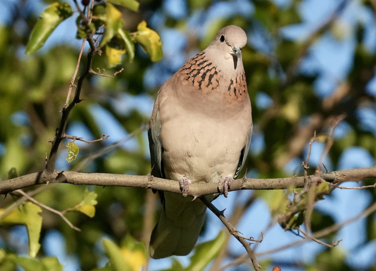 Laughing Dove - ML618485931