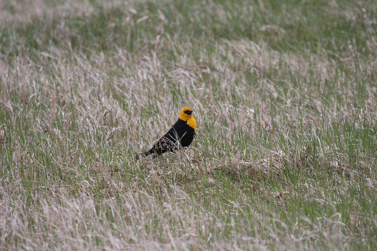 Yellow-headed Blackbird - ML618485974