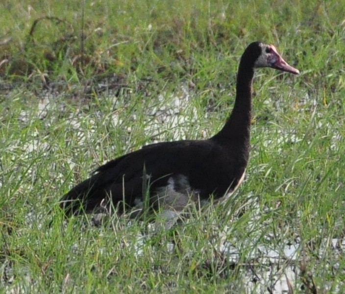 Spur-winged Goose - ML618485982