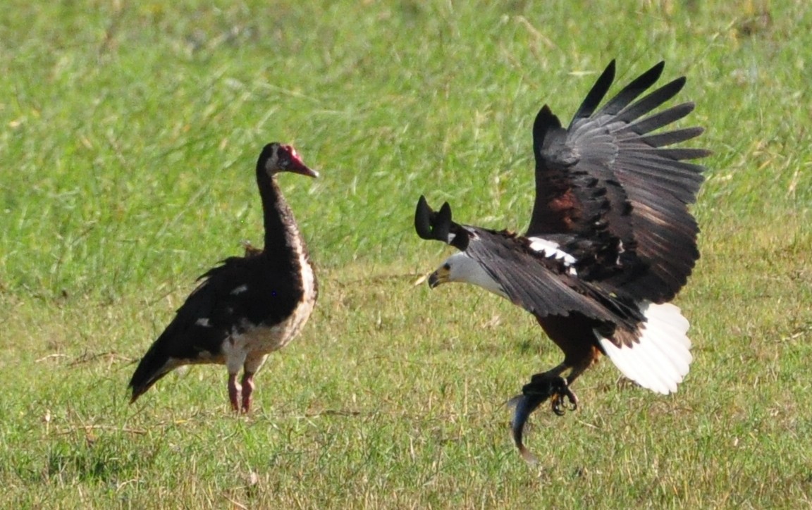 Spur-winged Goose - ML618485983