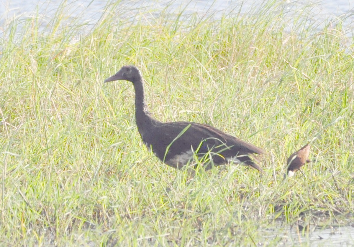 Spur-winged Goose - ML618485984