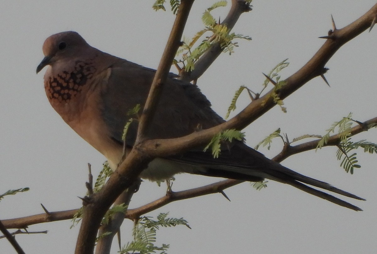 Laughing Dove - ML618486021