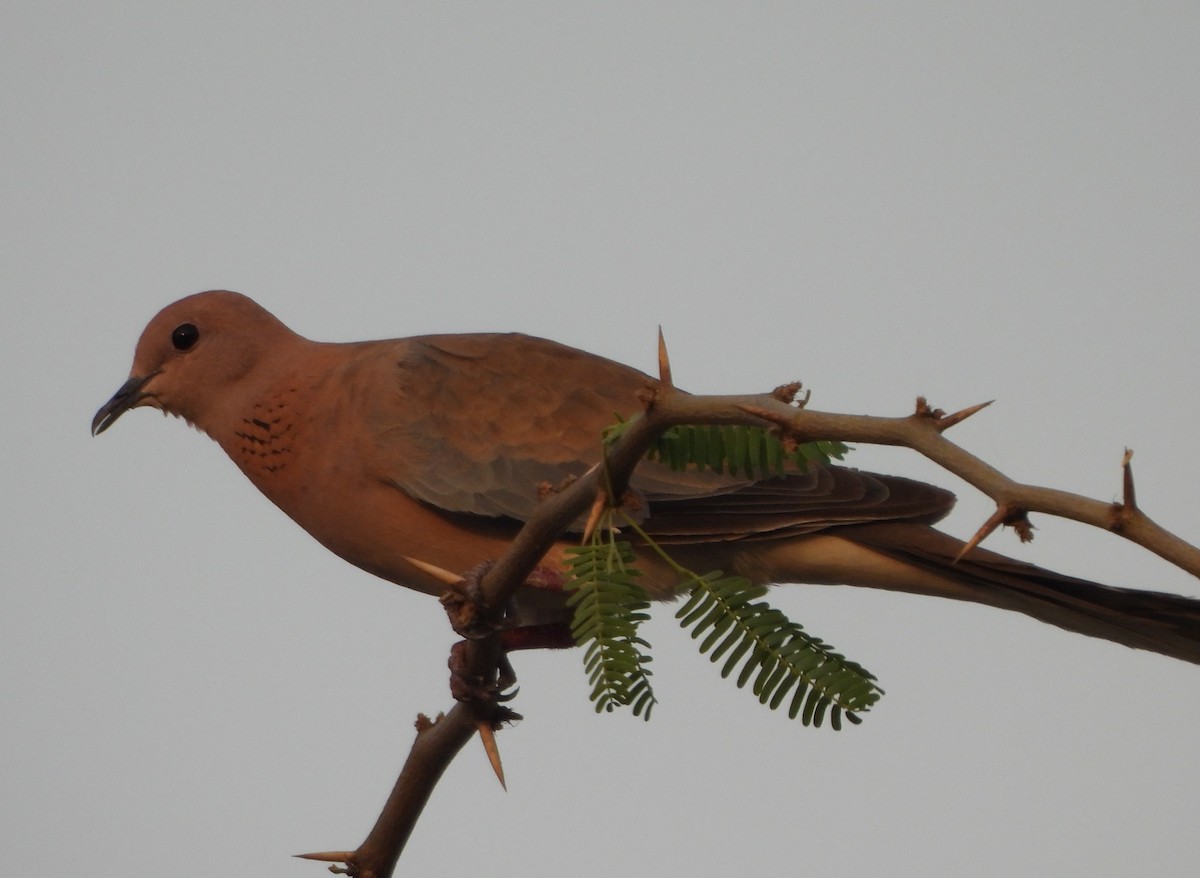 Laughing Dove - ML618486022