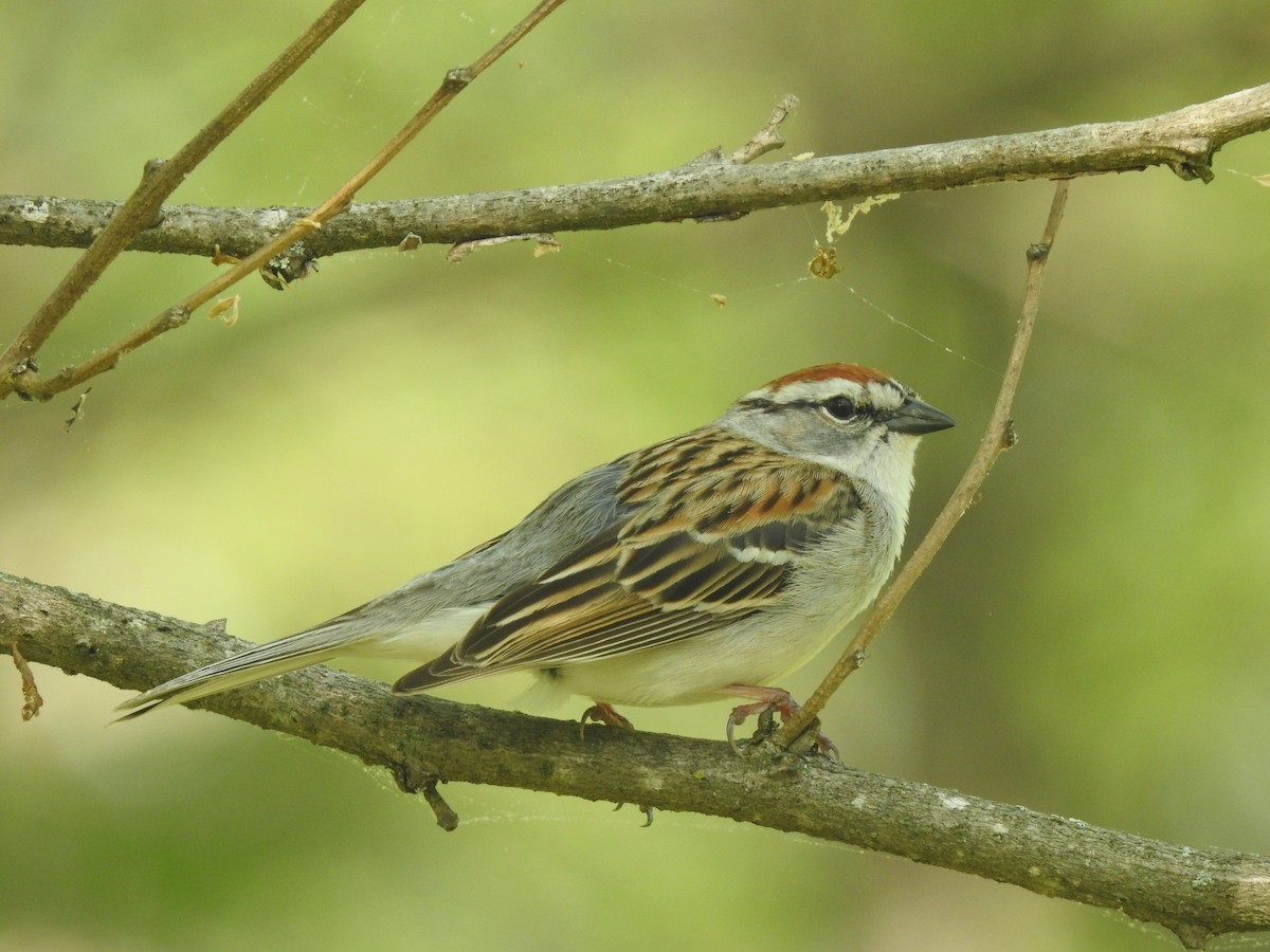 Chipping Sparrow - ML618486038