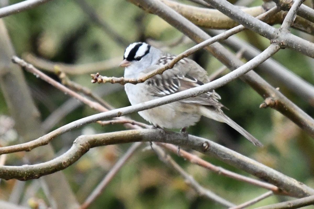 White-crowned Sparrow - ML618486051