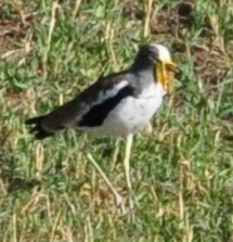 White-crowned Lapwing - Anonymous