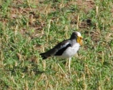 White-crowned Lapwing - Anonymous