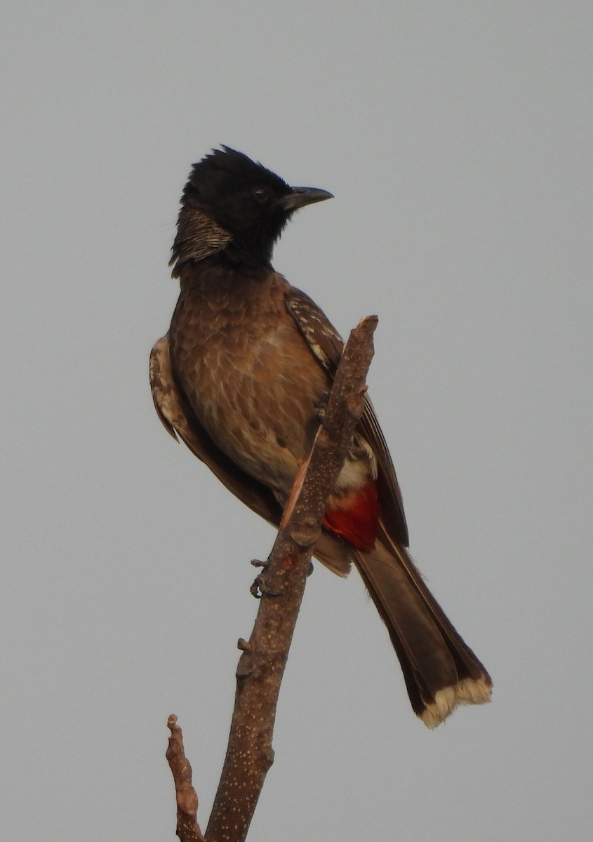 Red-vented Bulbul - ML618486063