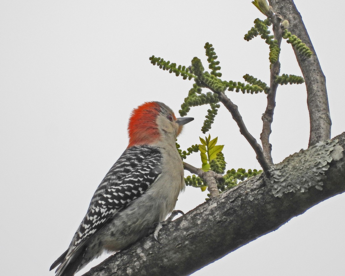 Red-bellied Woodpecker - Aubrey Merrill