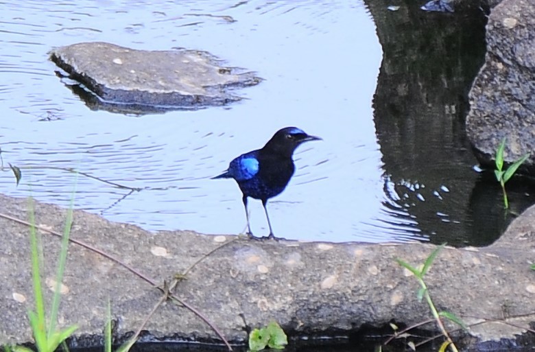 Малабарская синяя птица - ML618486108