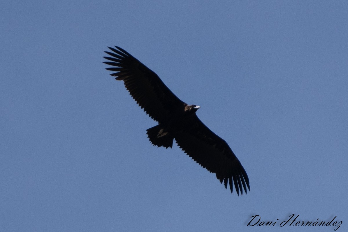 Cinereous Vulture - ML618486150