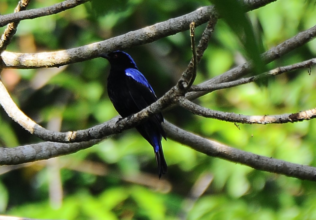 Asian Fairy-bluebird - ML618486171