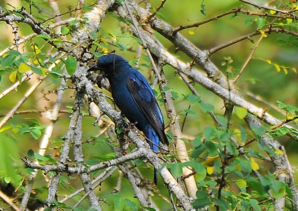 Asian Fairy-bluebird - ML618486172