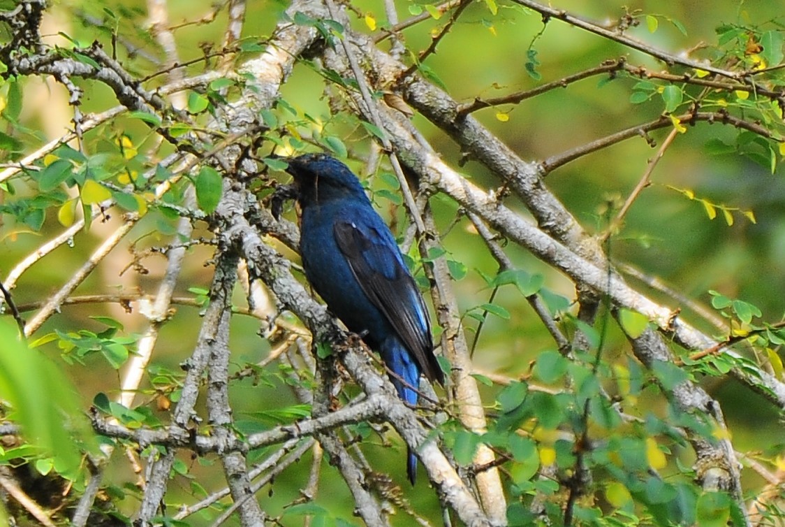 Asian Fairy-bluebird - ML618486173