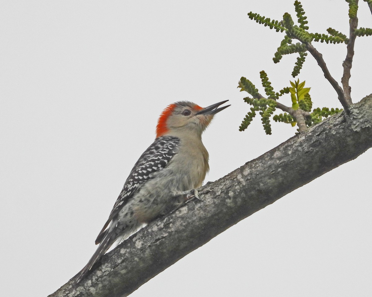 Red-bellied Woodpecker - ML618486176