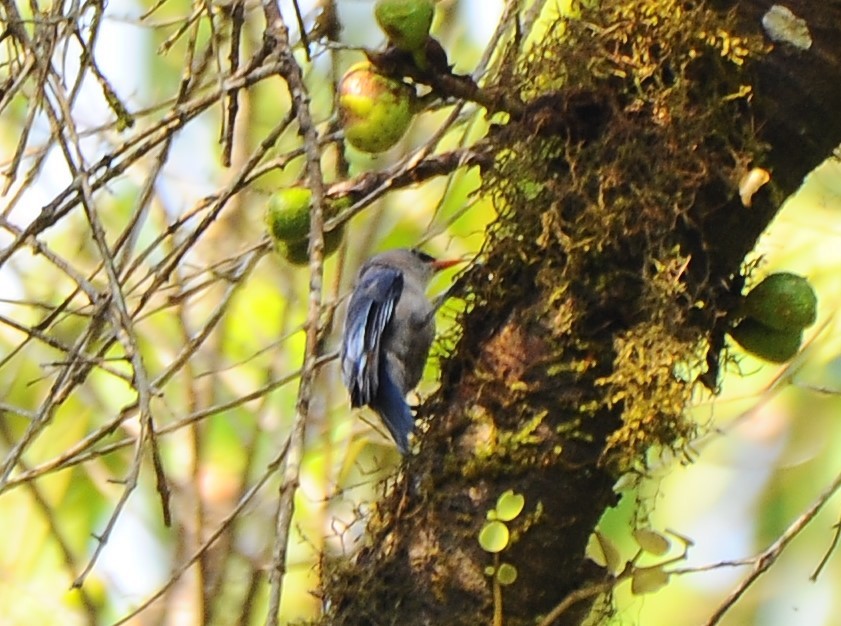 Velvet-fronted Nuthatch - ML618486197