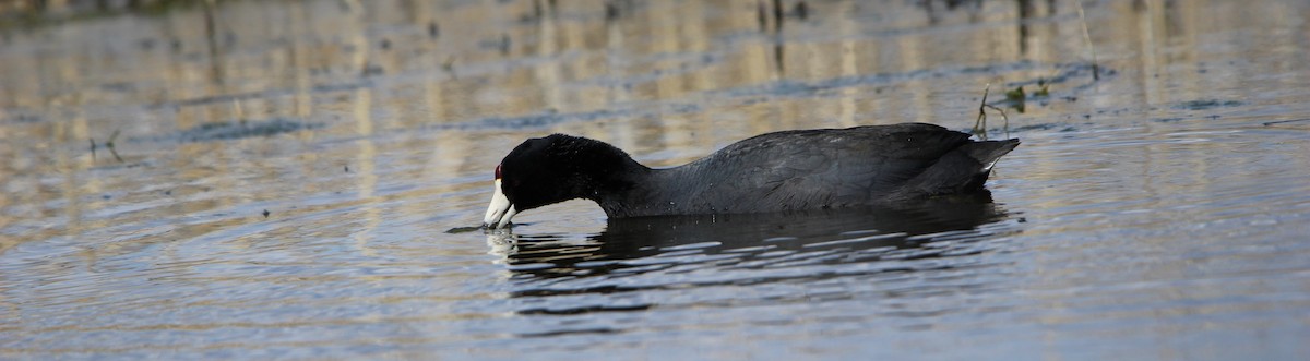 American Coot - Don Cassidy