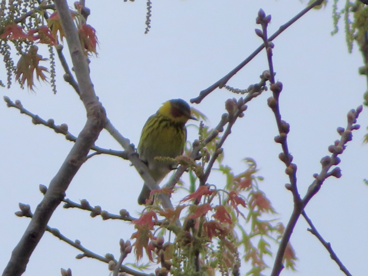 Cape May Warbler - ML618486222