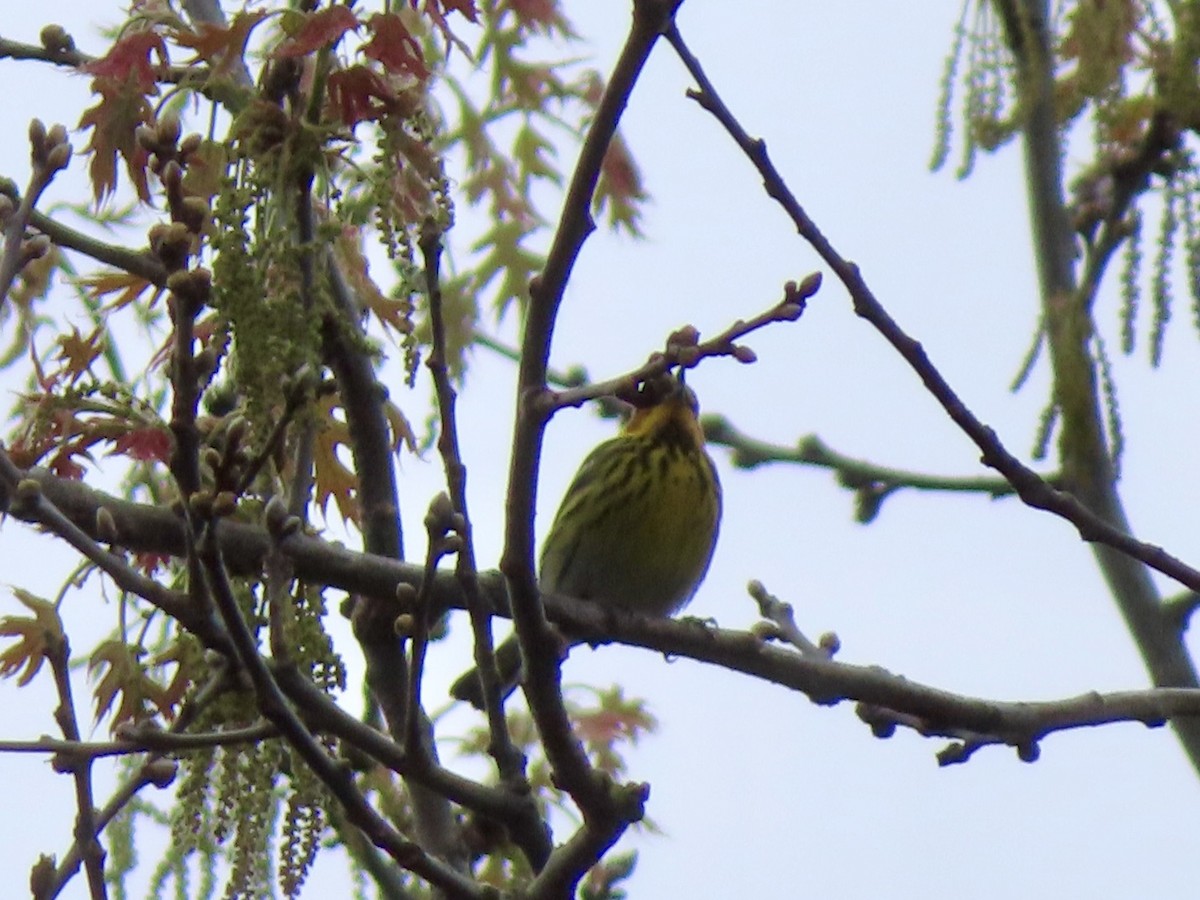 Cape May Warbler - ML618486232