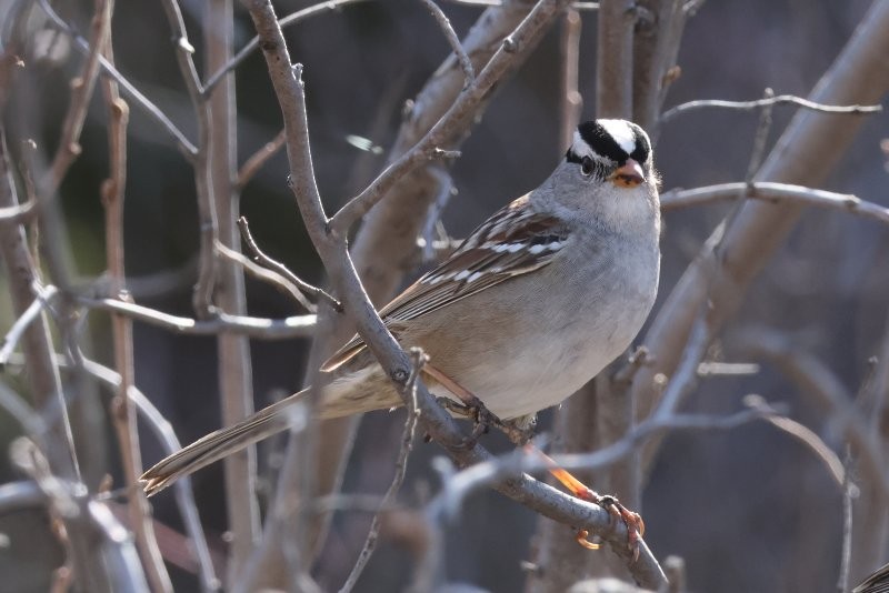 White-crowned Sparrow - Scott Jubinville