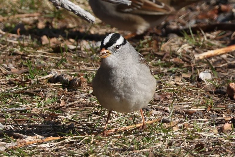 White-crowned Sparrow - ML618486235