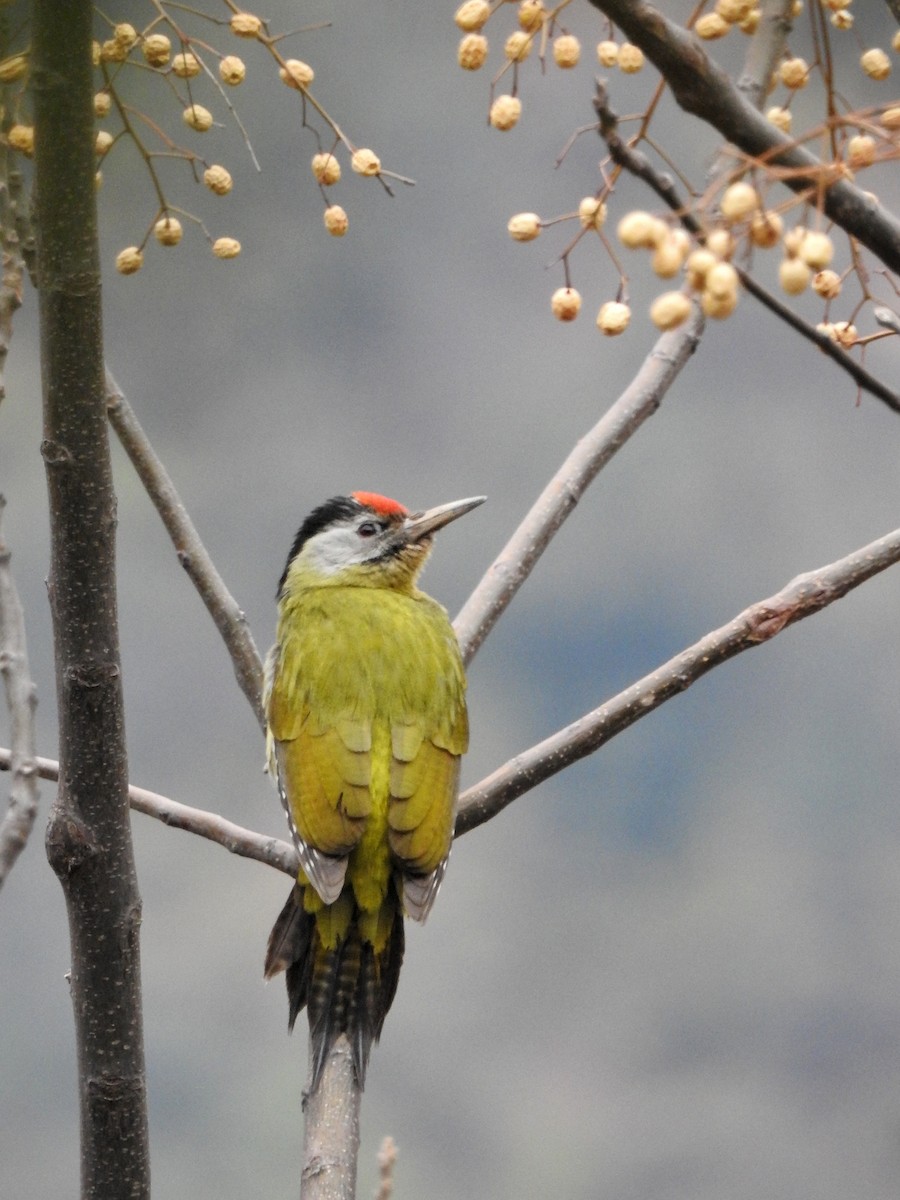 Gray-headed Woodpecker - ML618486241