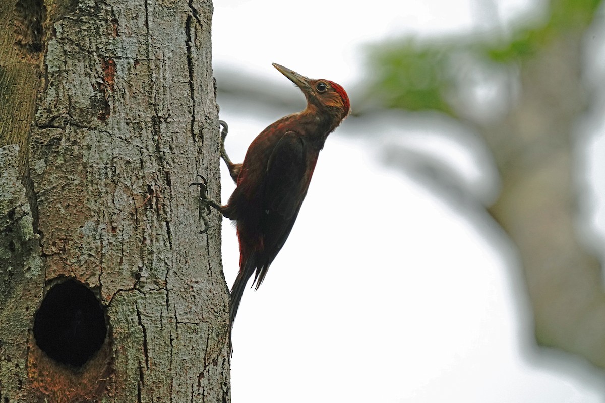 Okinawa Woodpecker - ML618486253