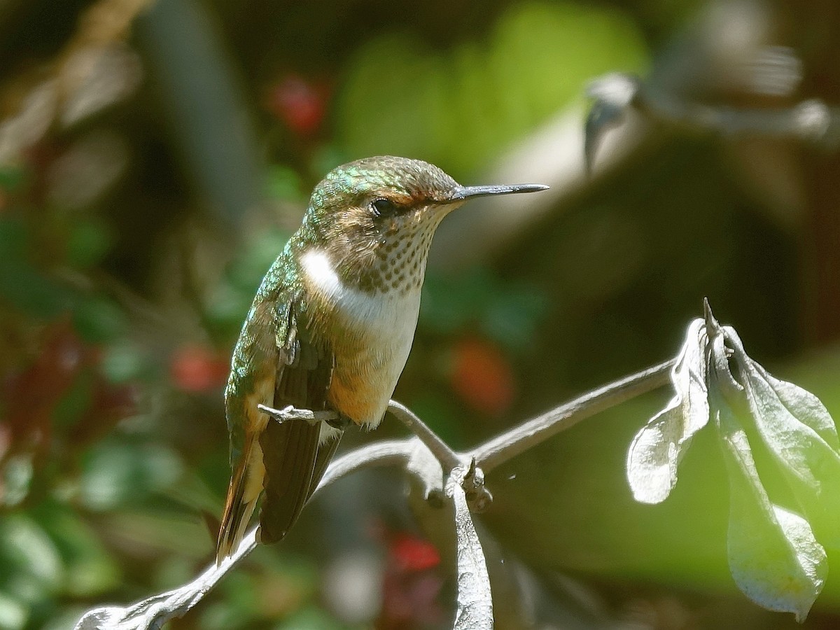 Scintillant Hummingbird - ML618486267