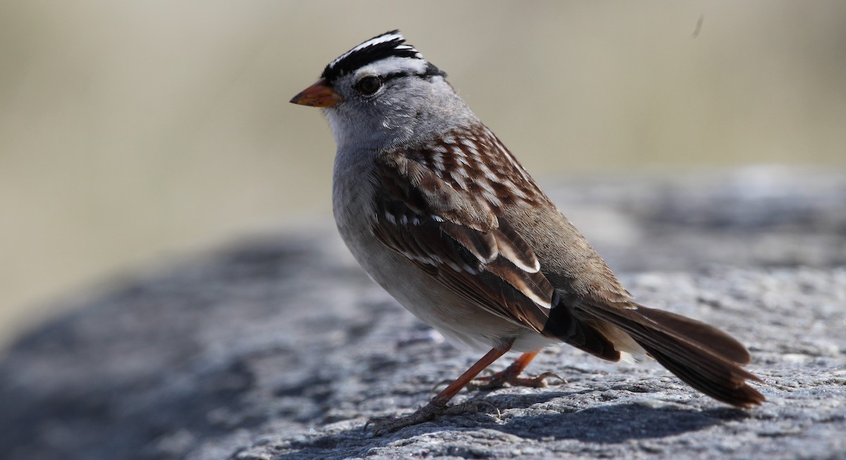 White-crowned Sparrow - ML618486287