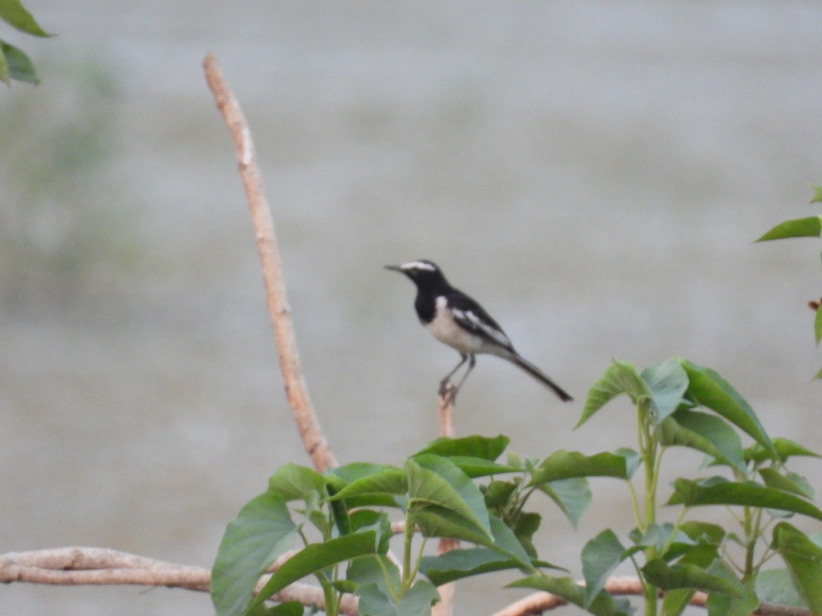 White-browed Wagtail - ML618486306