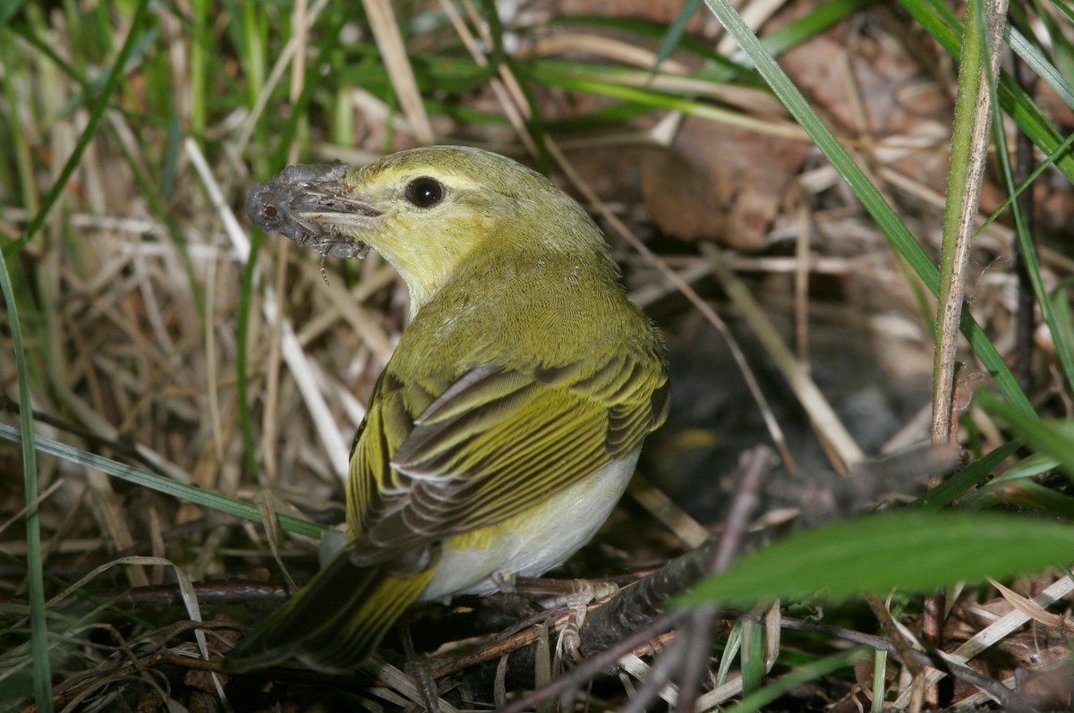 Wood Warbler - Andrey Mikhaylov
