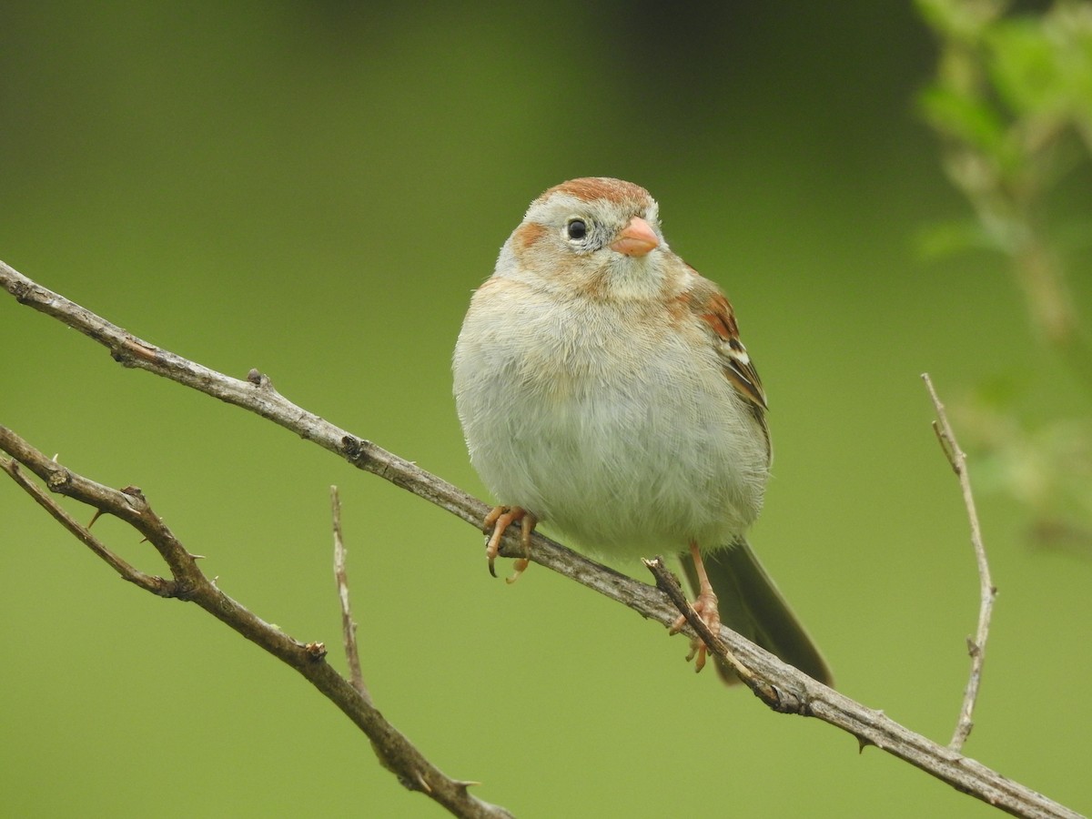 Field Sparrow - ML618486360