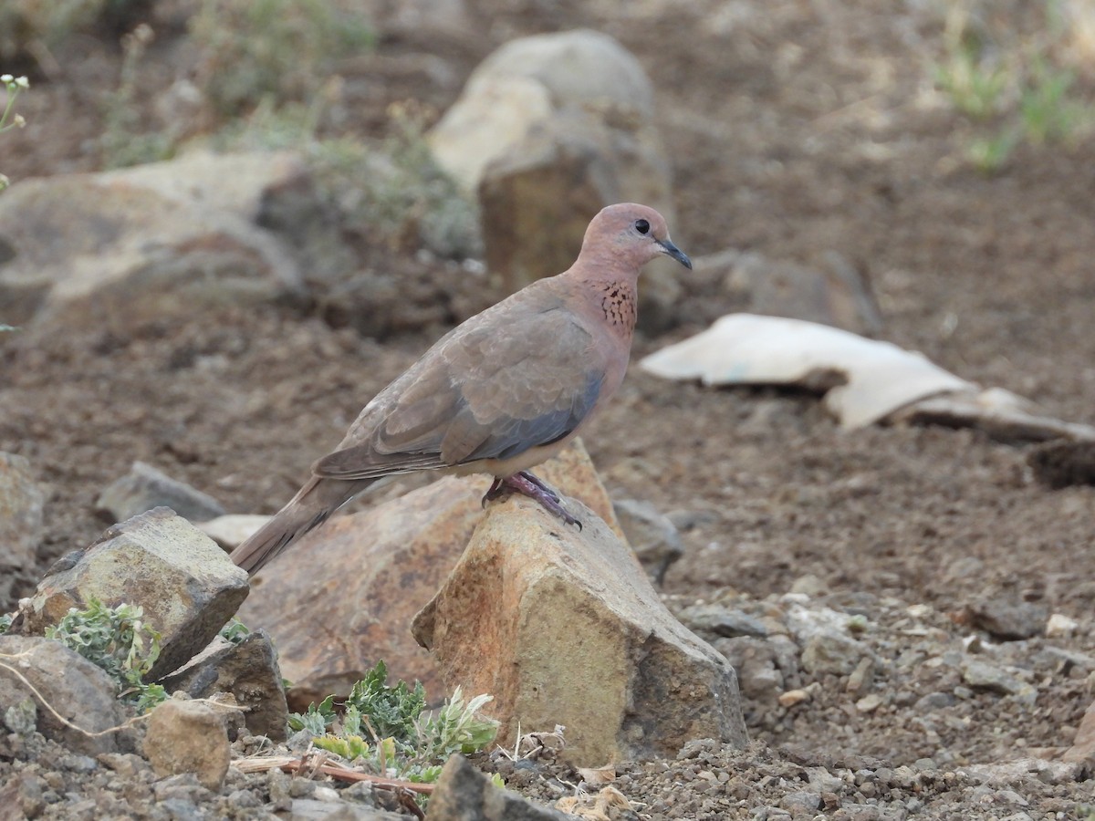 Laughing Dove - ML618486370