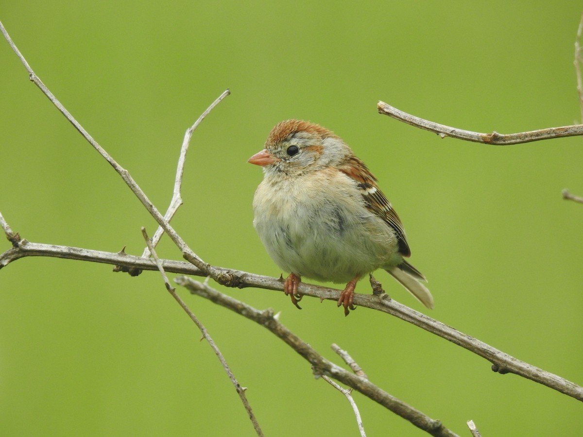 Field Sparrow - ML618486408
