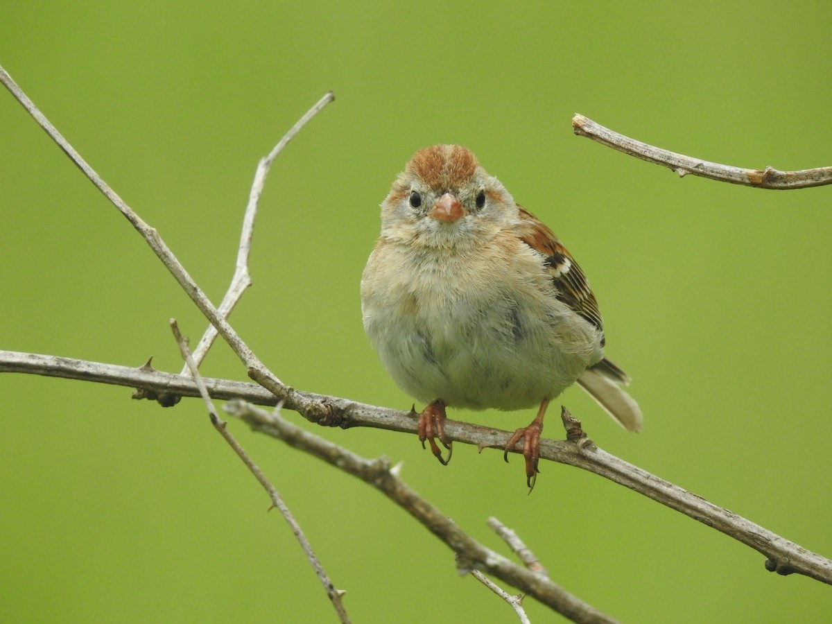 Field Sparrow - ML618486415
