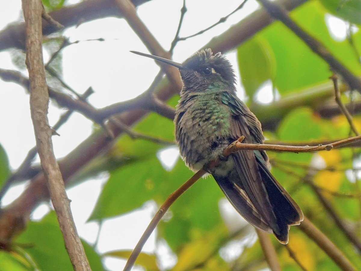 Talamanca Hummingbird - ML618486416