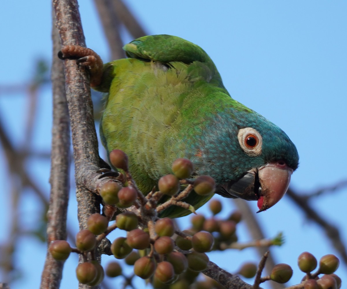 Blue-crowned Parakeet - ML618486427