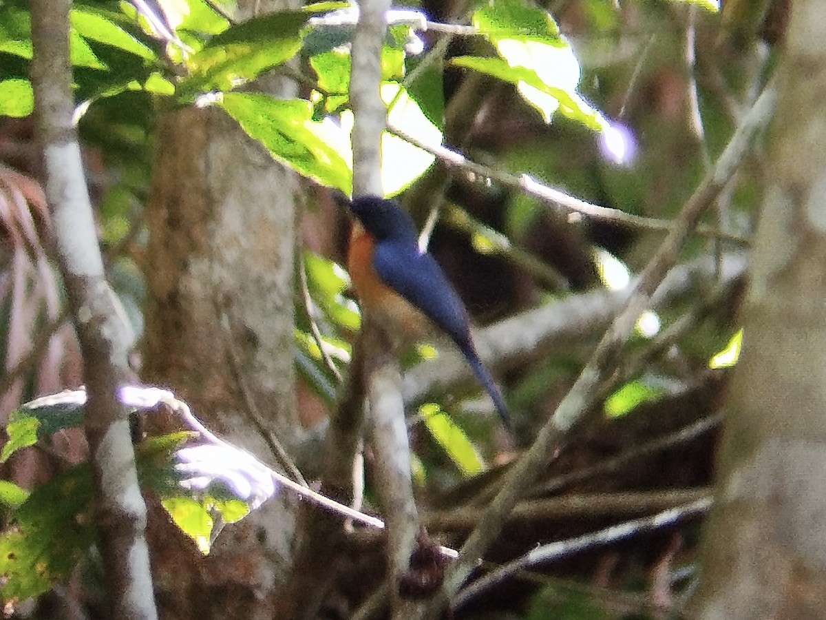 Mangrove Blue Flycatcher (Philippine) - ML618486460