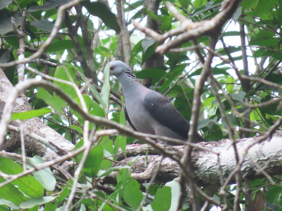 Nilgiri Wood-Pigeon - ML618486464