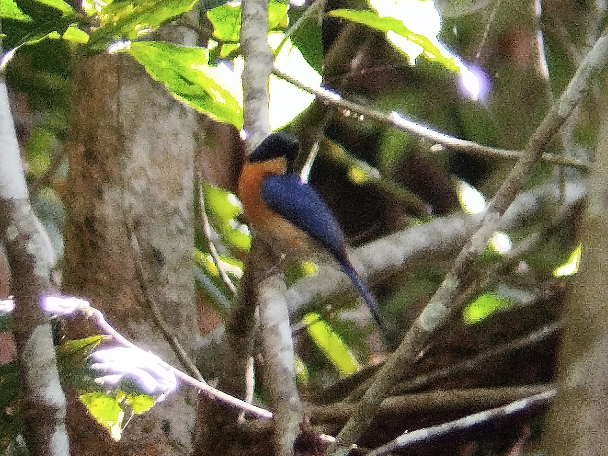 Mangrove Blue Flycatcher (Philippine) - ML618486466