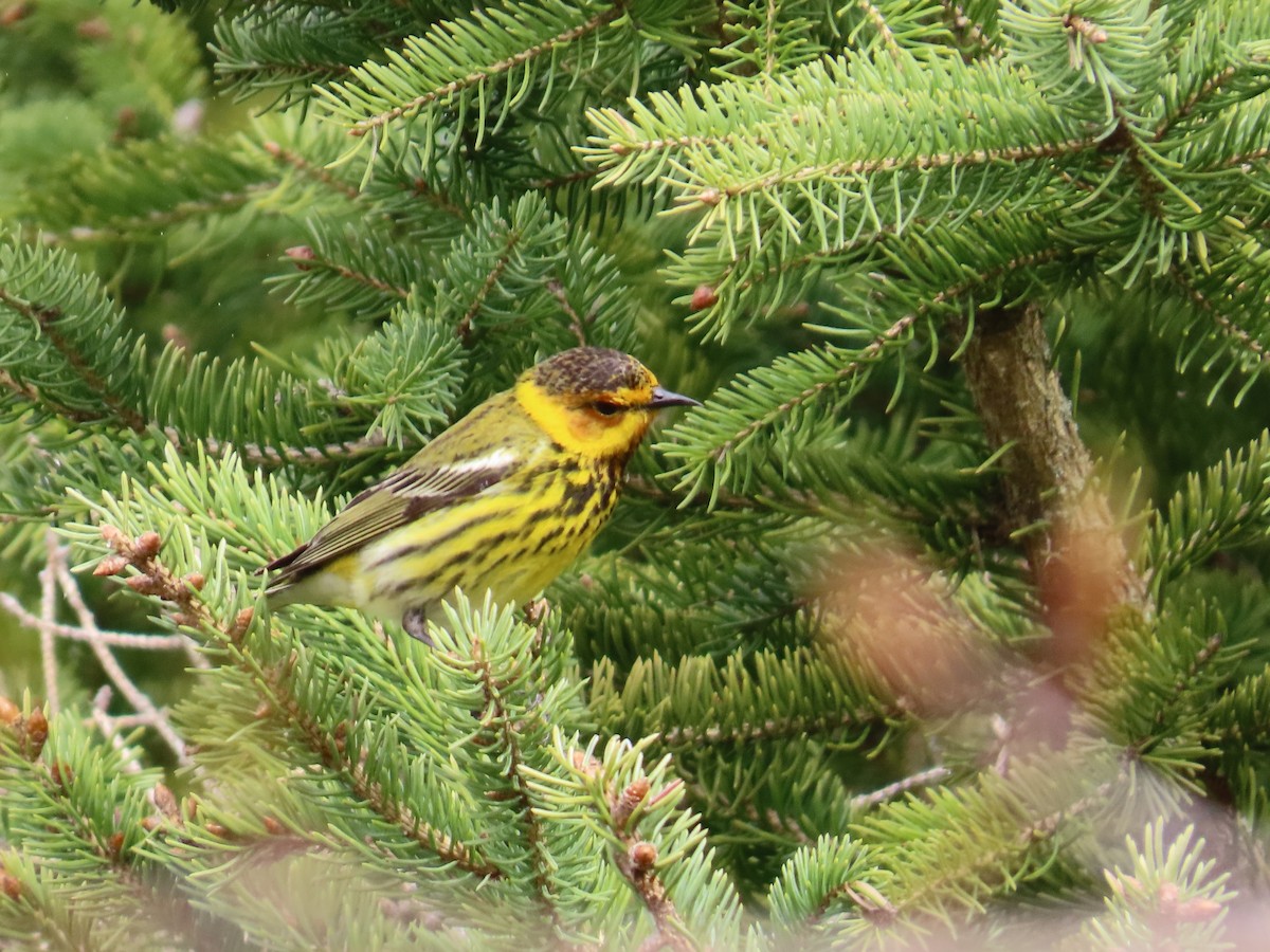 Cape May Warbler - ML618486467