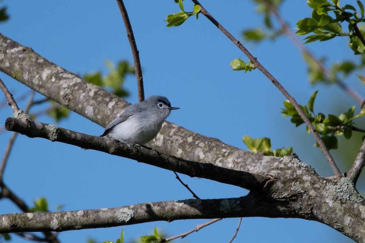 Blue-gray Gnatcatcher - Candice Lowther