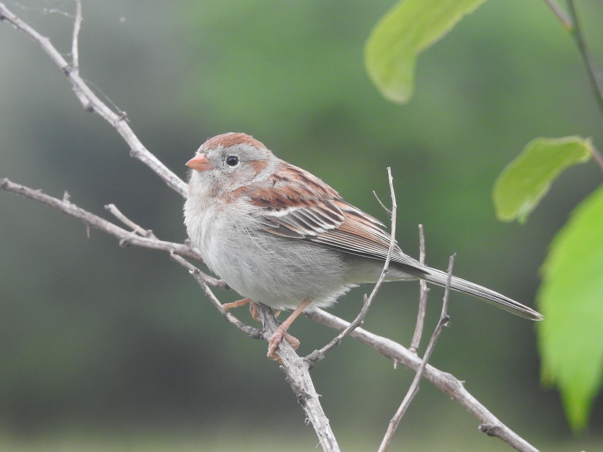 Field Sparrow - ML618486489