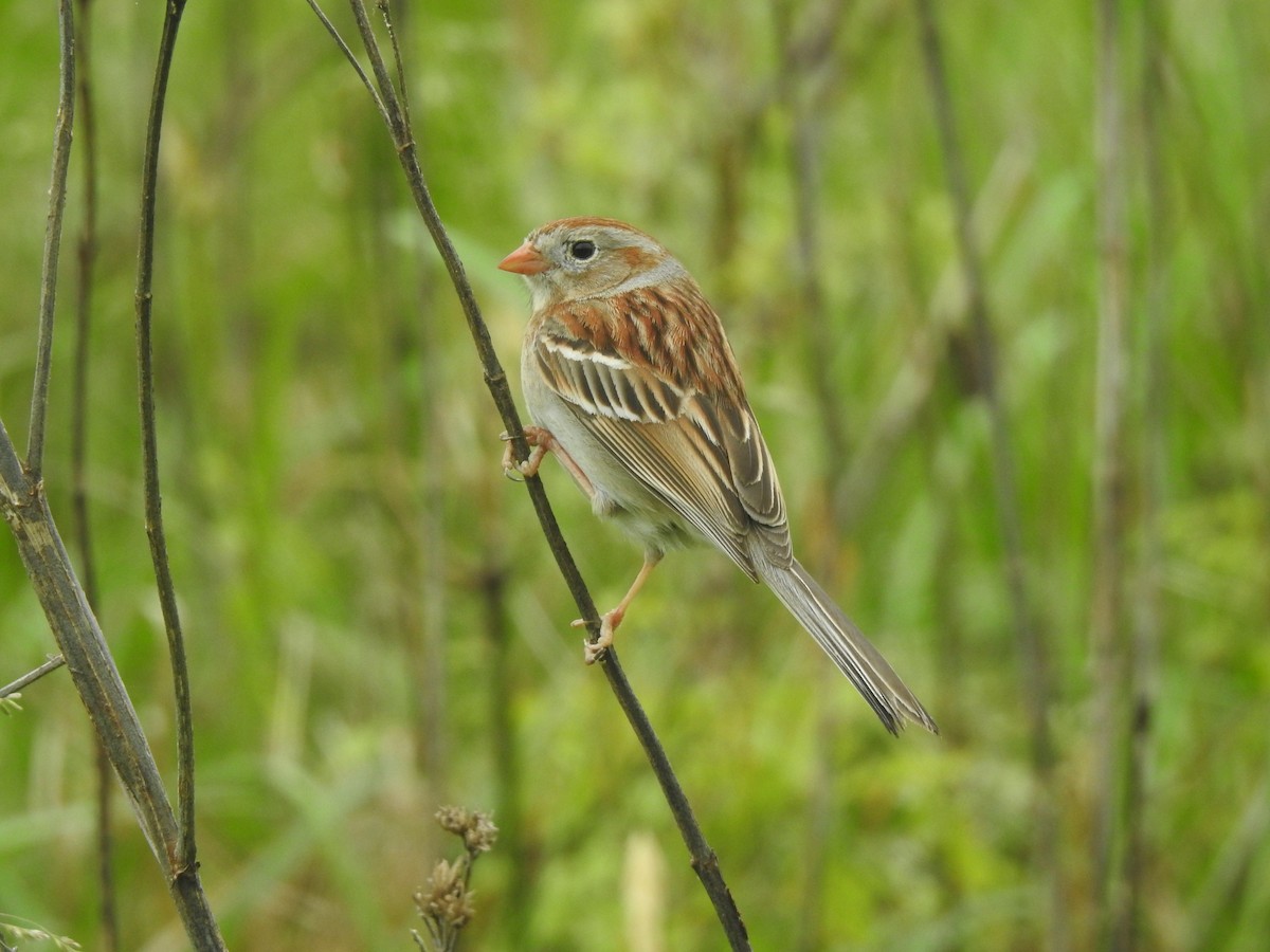 Field Sparrow - ML618486551
