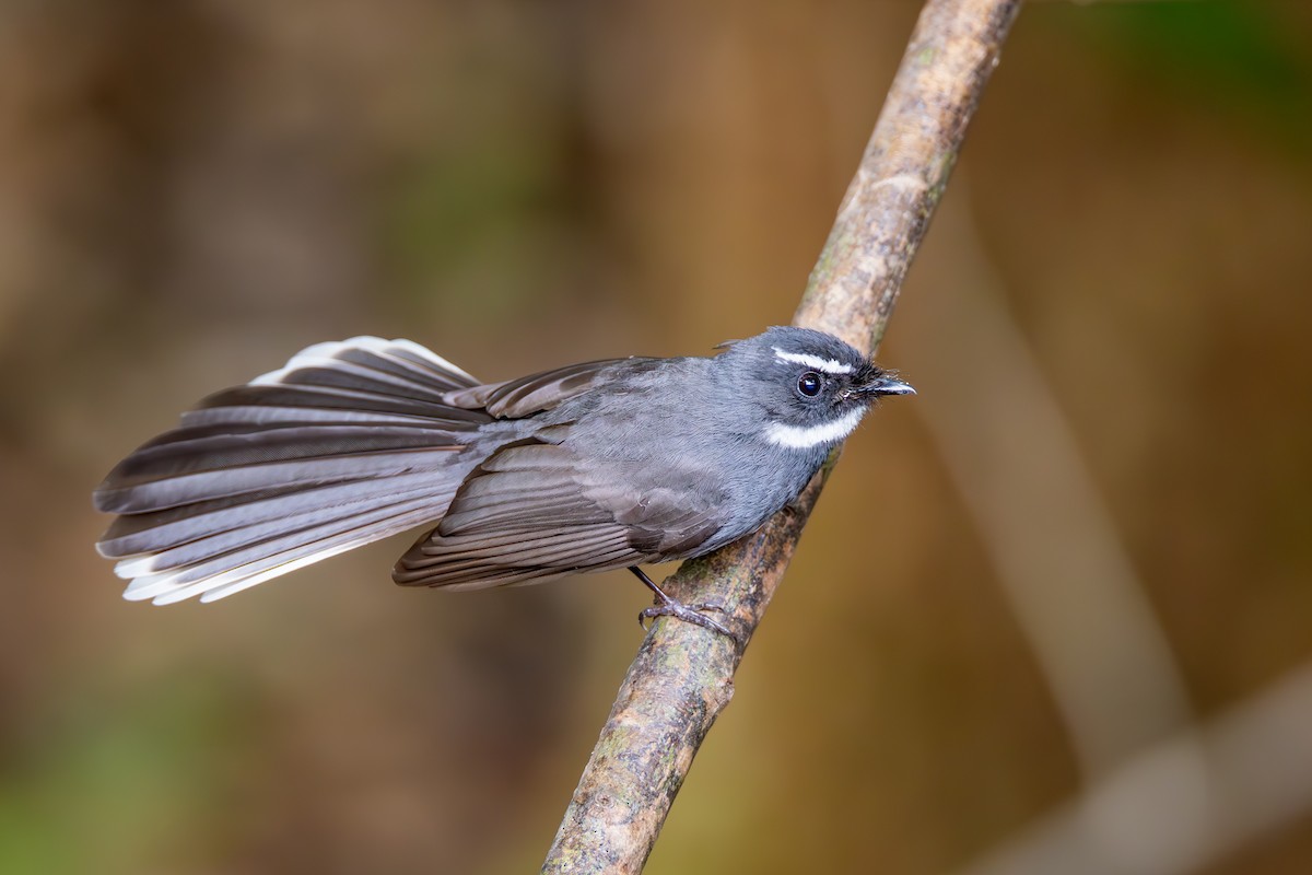 White-throated Fantail - ML618486595