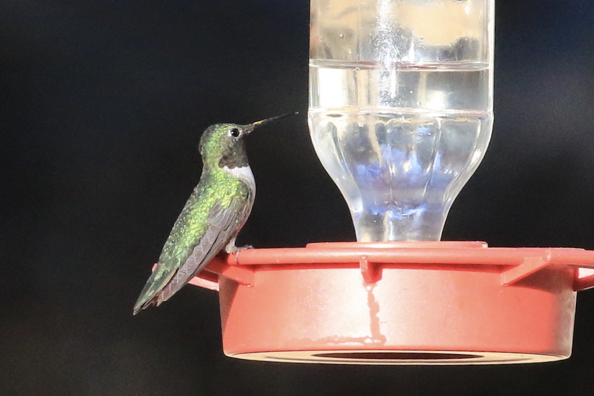 Broad-tailed Hummingbird - Michele Swartout