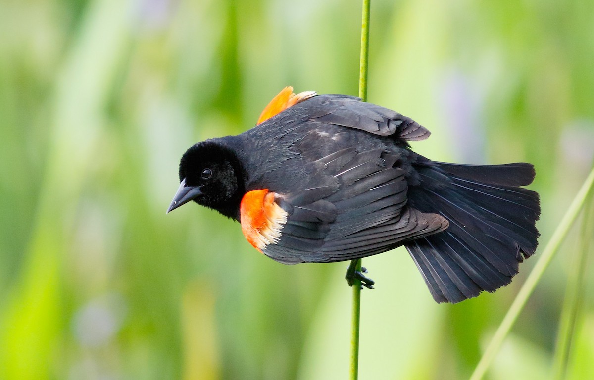 Red-winged Blackbird - Mark Berney