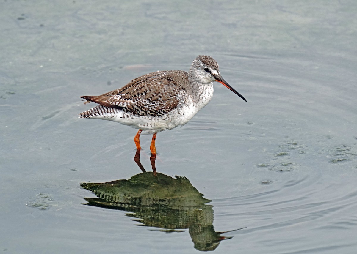Spotted Redshank - ML618486627