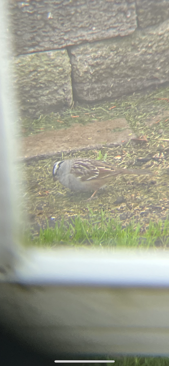 White-crowned Sparrow - ML618486631