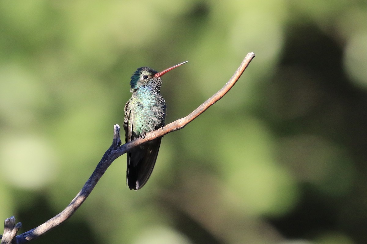 Broad-billed Hummingbird - ML618486635